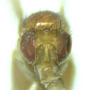 Image of Drosophila falleni Wheeler 1960