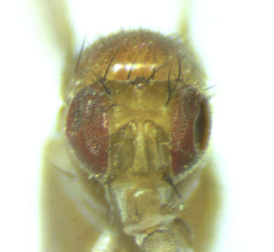 Image of Drosophila falleni Wheeler 1960