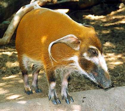 Image of African Bush Pig