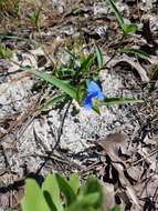 Image of whitemouth dayflower