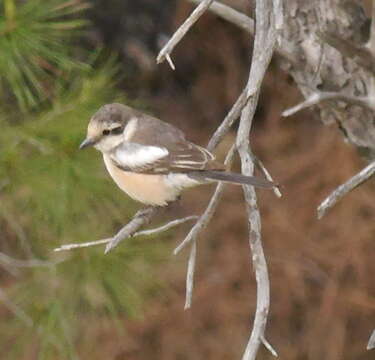 Image of Masked Shrike