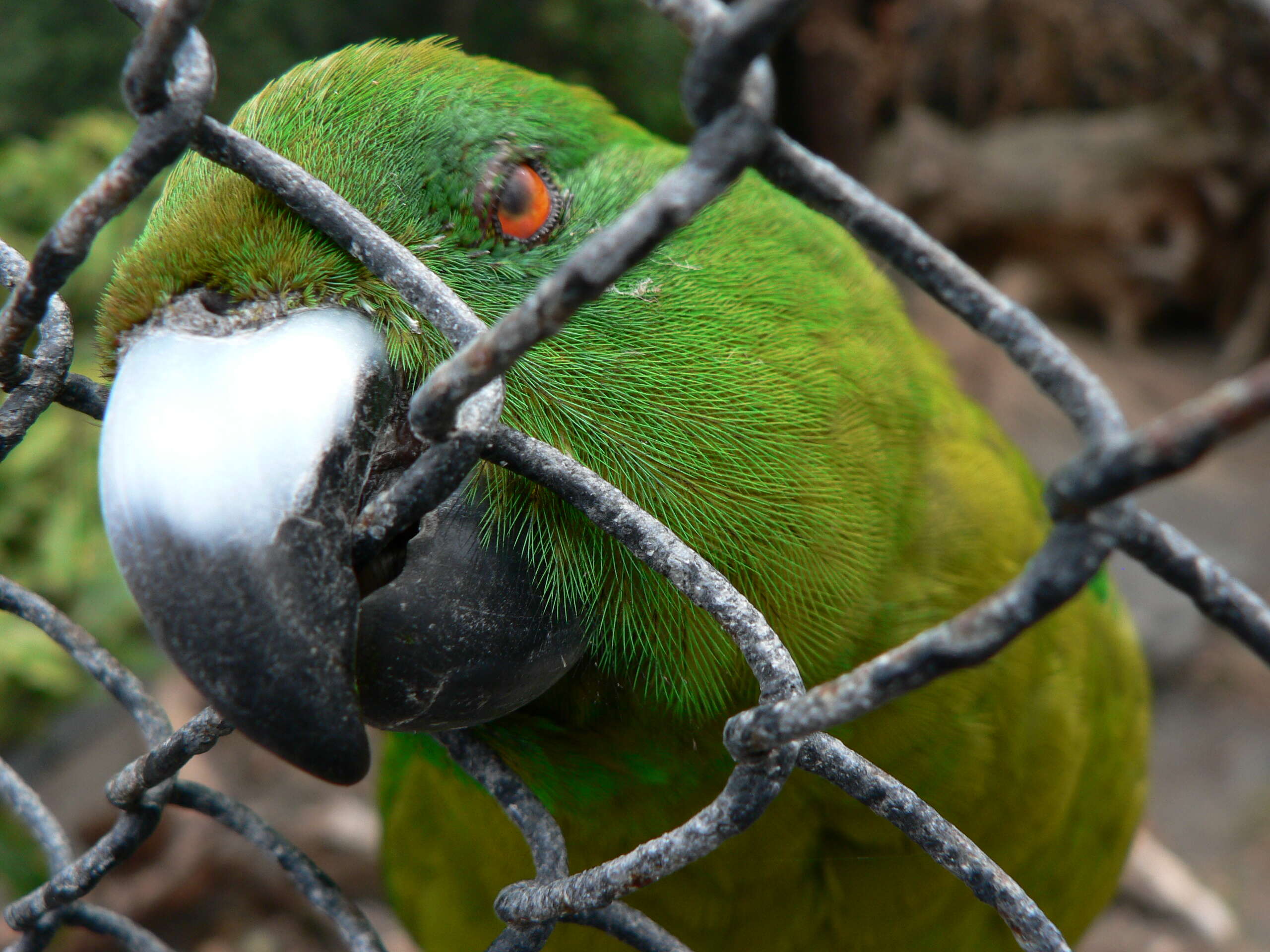 Image of Antipodes Green Parakeet