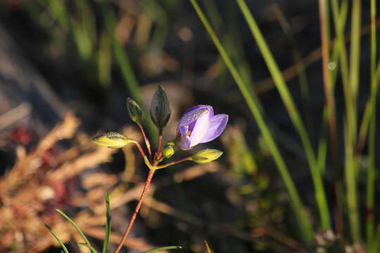 Image de Cheiranthera alternifolia E. M. Bennett