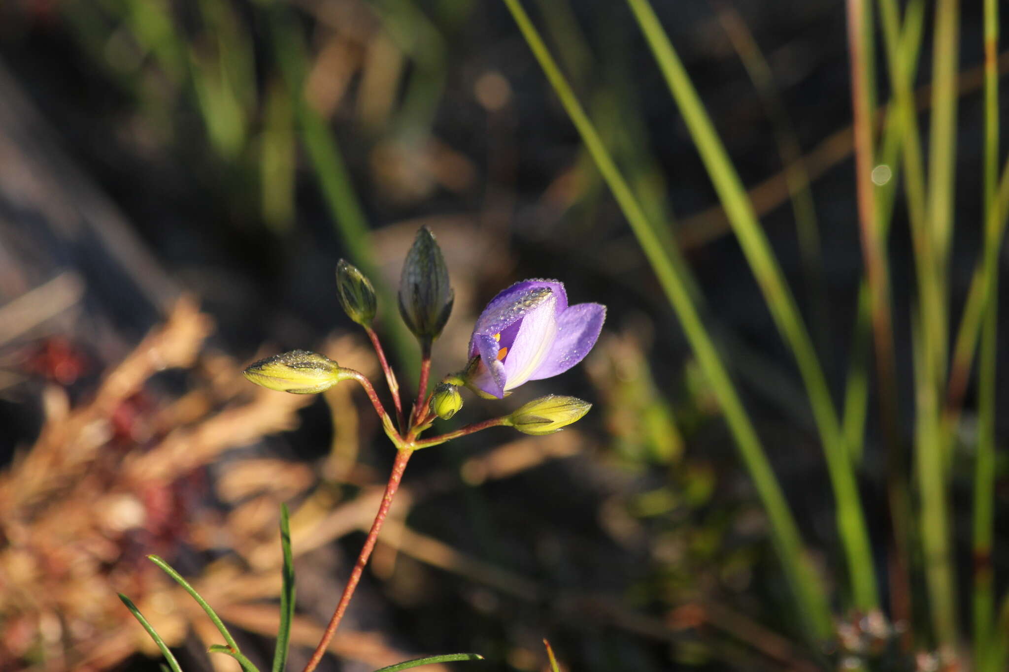 Cheiranthera alternifolia E. M. Bennett resmi