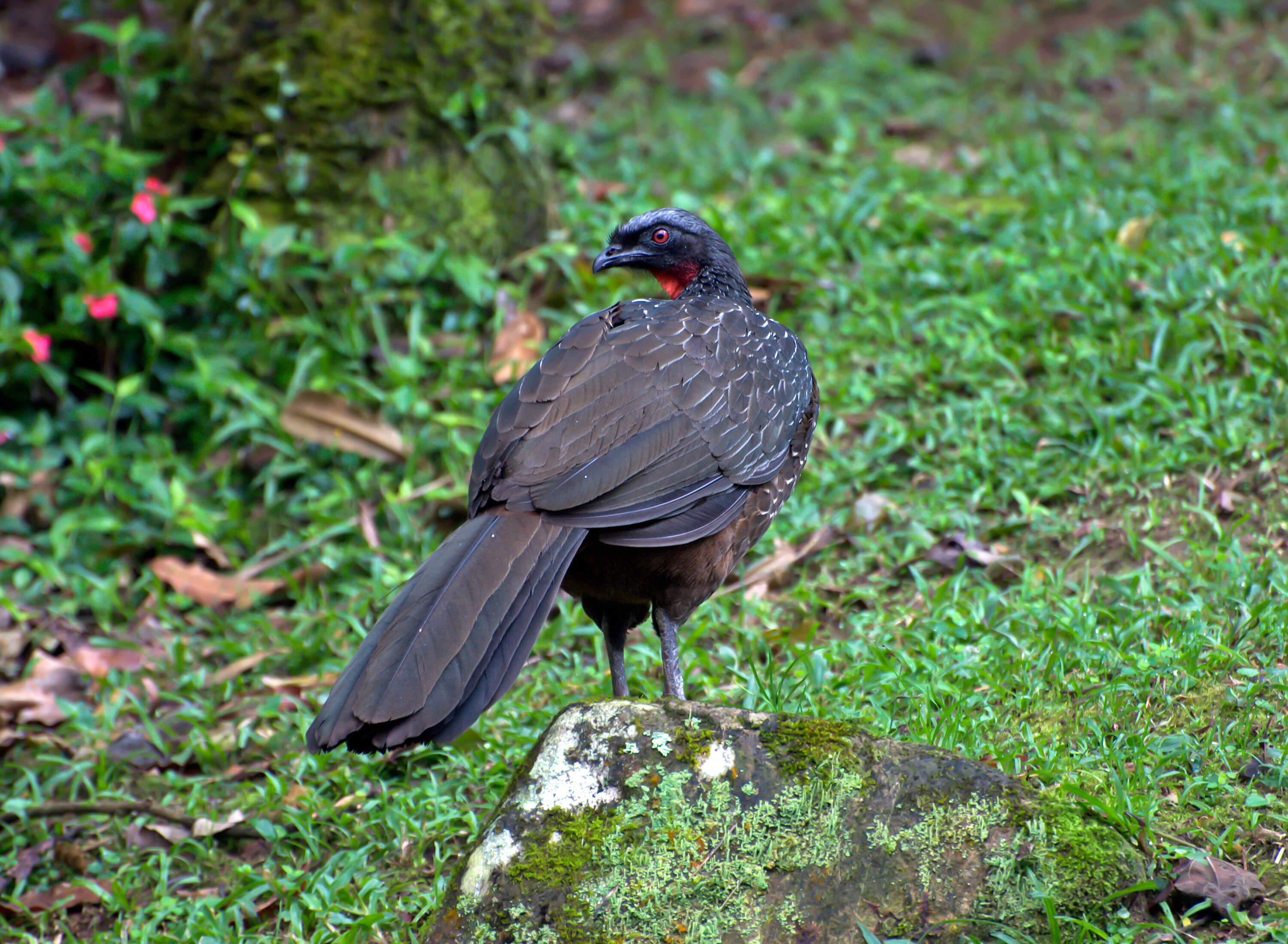 Image of Dusky-legged Guan