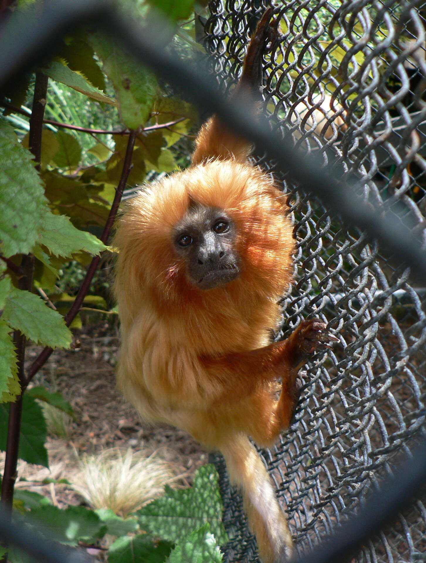 Image of Golden Lion Tamarin