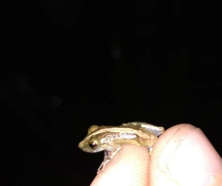 Image of Rio Mutum Snouted Treefrog