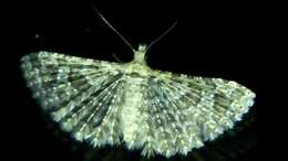 Image of Montana Six-plume Moth