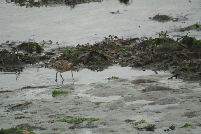 Image of Bar-tailed Godwit