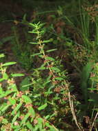 صورة Ammannia baccifera L.