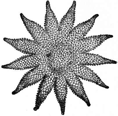 Image of Rose star
