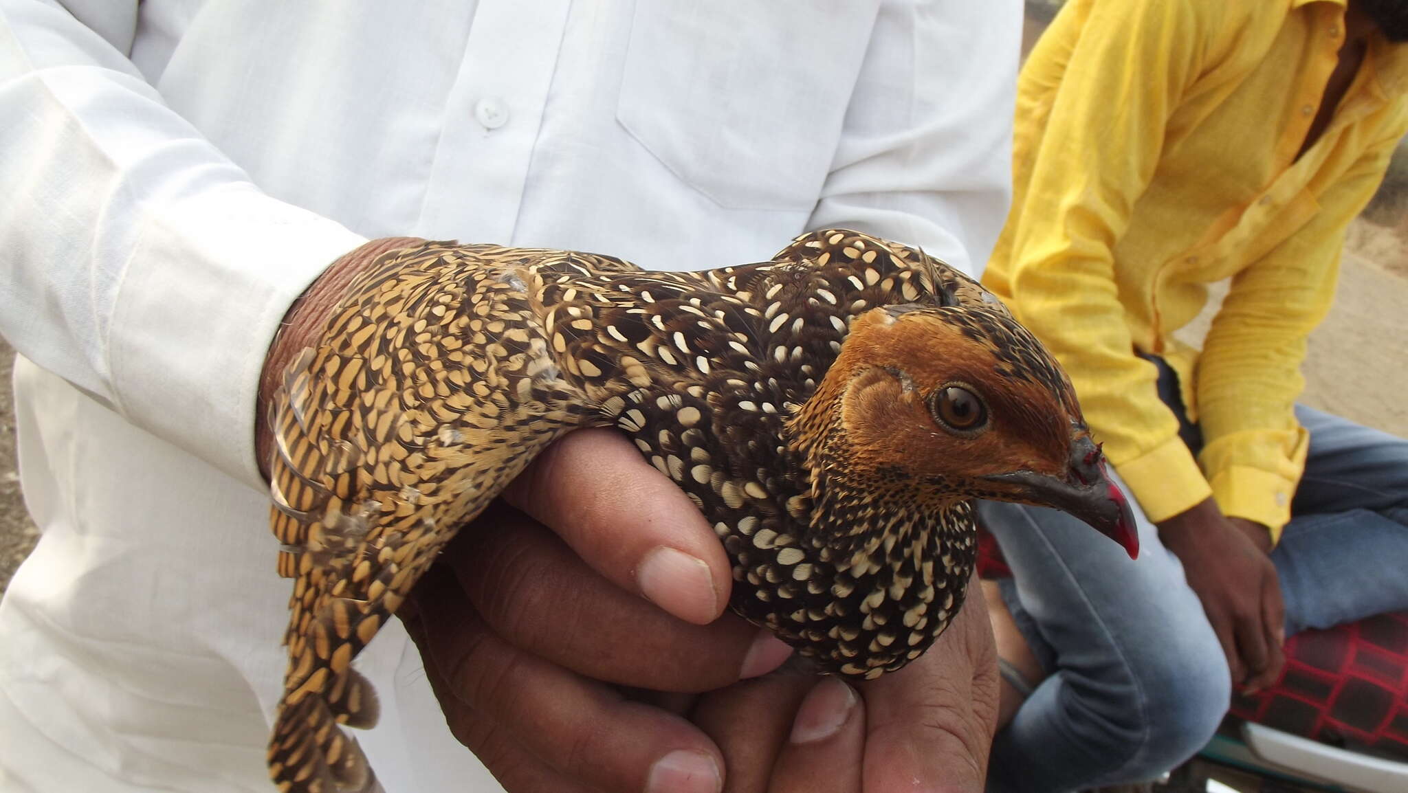 Image of Painted Francolin