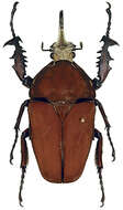 Image of Mecynorhina