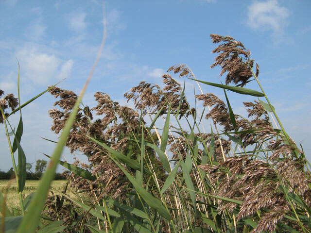 Image of common reed