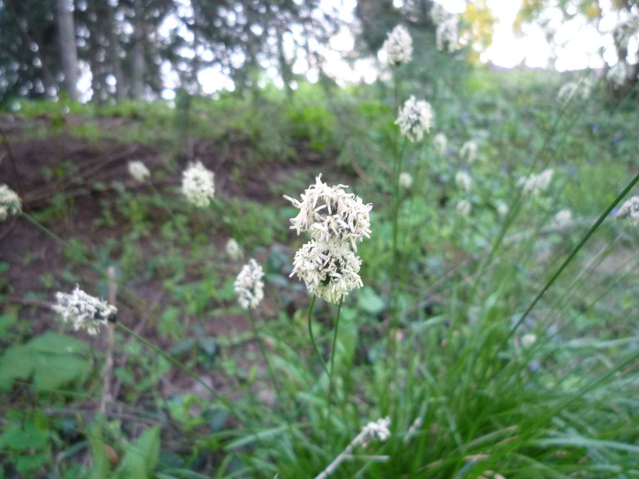 Image of Blue-green moor grass