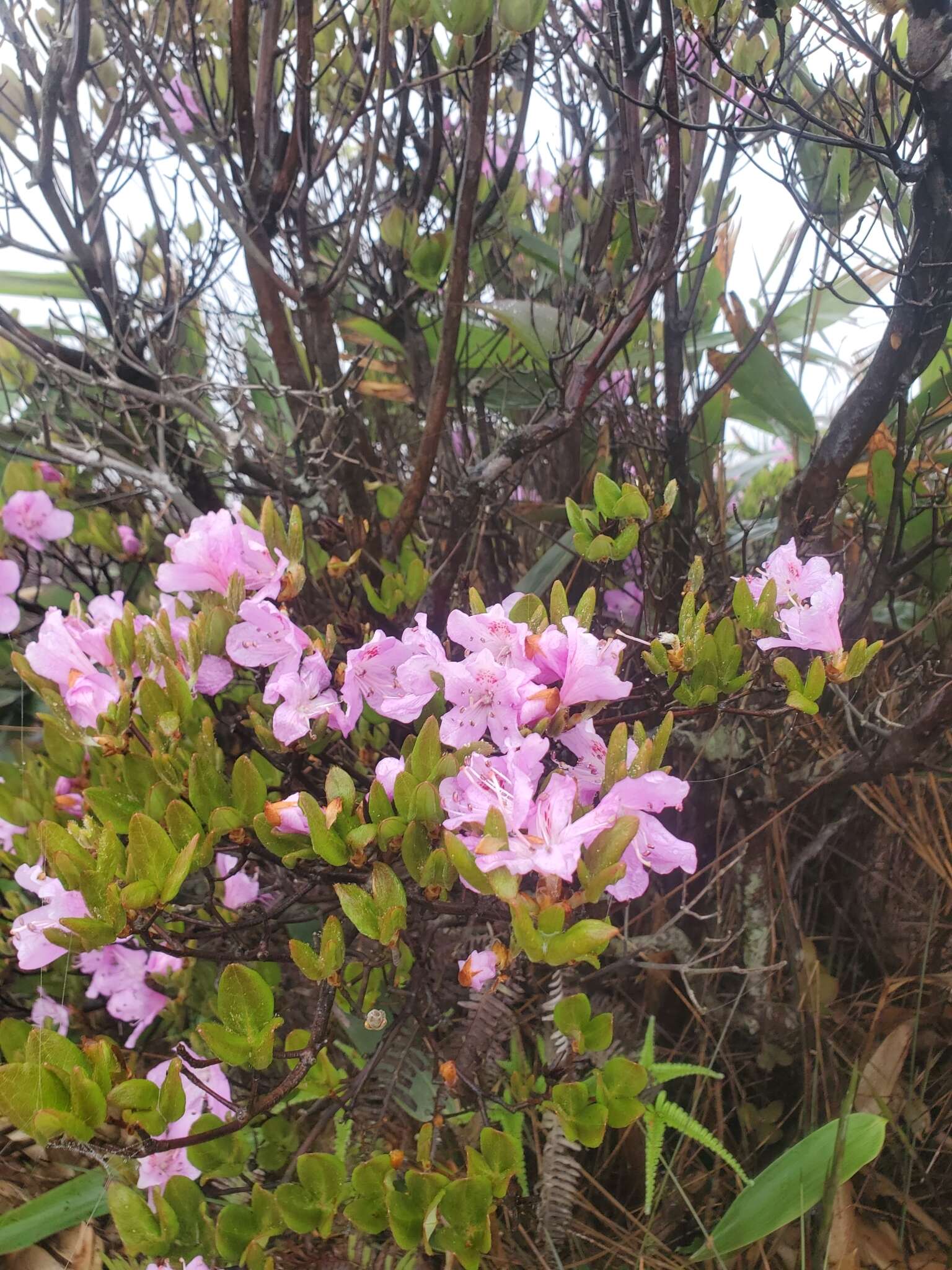 صورة Rhododendron farrerae Tate ex Sweet