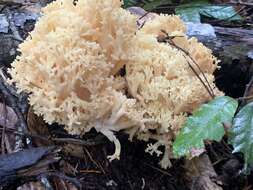 Image of Cauliflower coral