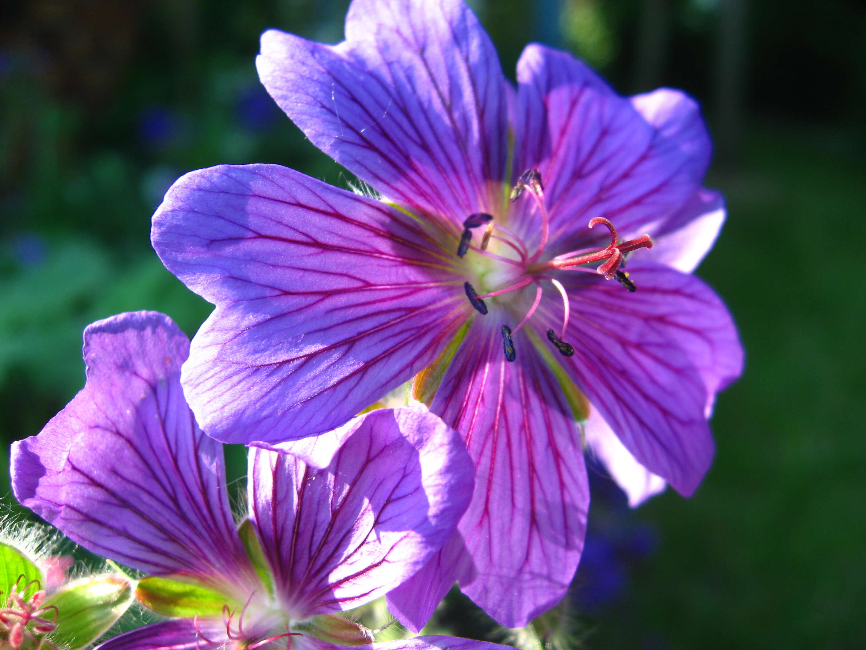 Image of Geranium × magnificum