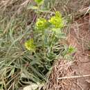 Image of serrate spurge