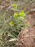 Image of serrate spurge