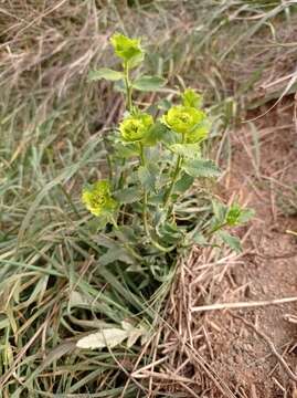 Image of serrate spurge