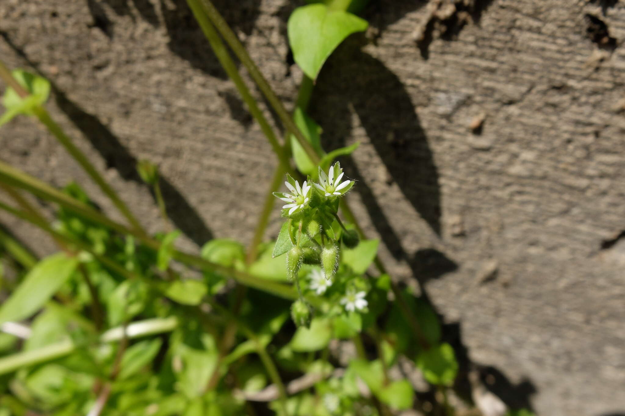 Image de <i>Stellaria ruderalis</i>