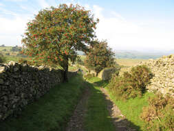 Image of rowan,  moutain ash