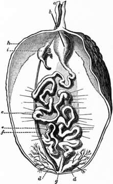 Image of Bonellia Rolando 1822