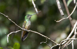 Image of Bolivian Starfrontlet