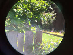 Image of Golden-crowned Sparrow