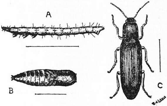 Imagem de Agriotes lineatus (Linnaeus)