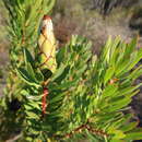 Plancia ëd Protea lanceolata E. Mey. ex Meissn.