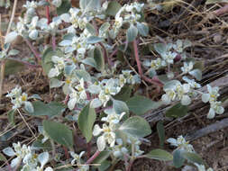 Imagem de Tidestromia lanuginosa (Nutt.) Standl.