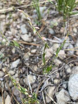 Image de Polygonum douglasii Greene