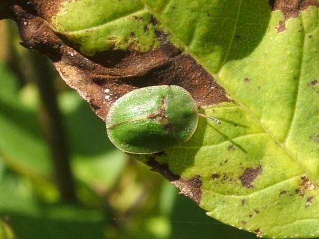 Image of thistle tortoise beetle