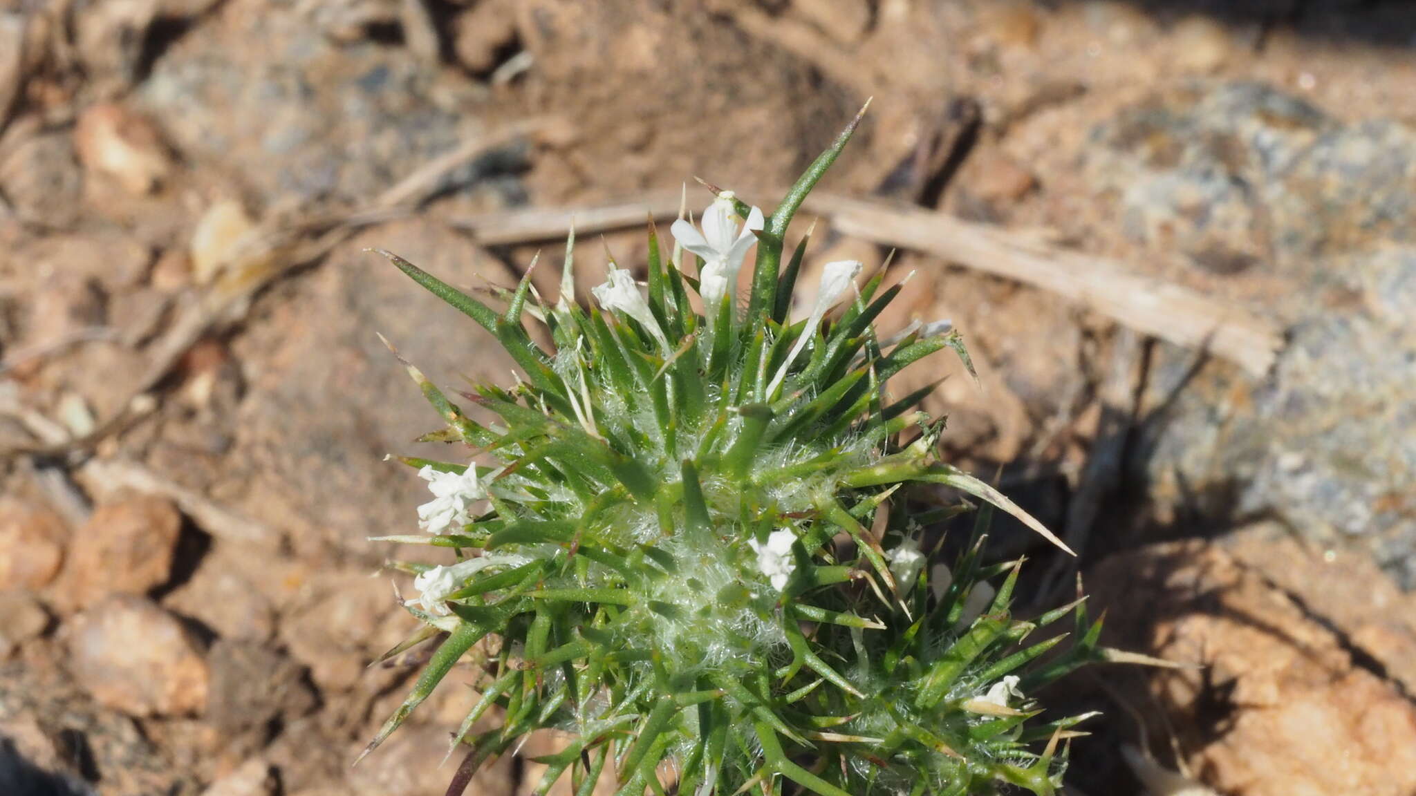 Image de Navarretia intertexta subsp. propinqua (Suksd.) A. G. Day