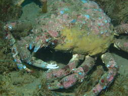 Image of Sheep crab