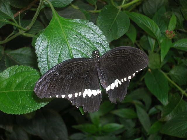 Image of Papilio polytes Linnaeus 1758