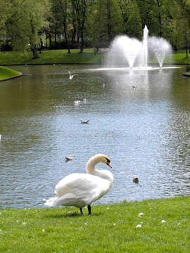 Image of Mute Swan