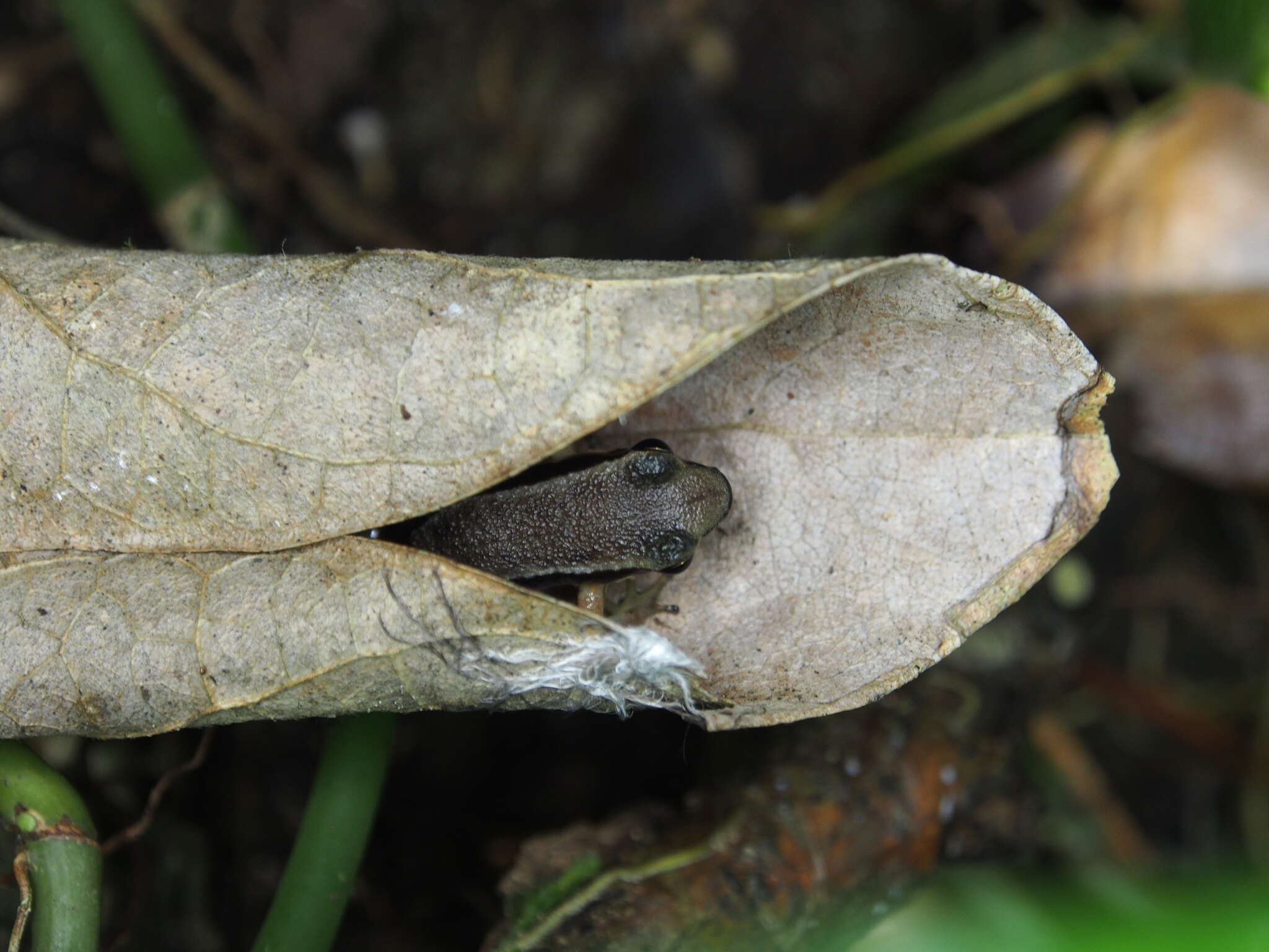 Plancia ëd Colostethus pratti (Boulenger 1899)