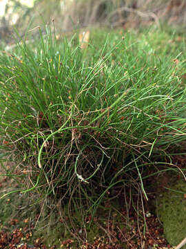 Isolepis cernua var. cernua的圖片