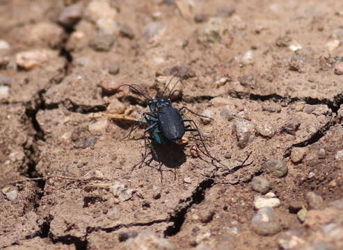 Image de Cicindela (Cicindelidia) nigrocoerulea Le Conte 1846