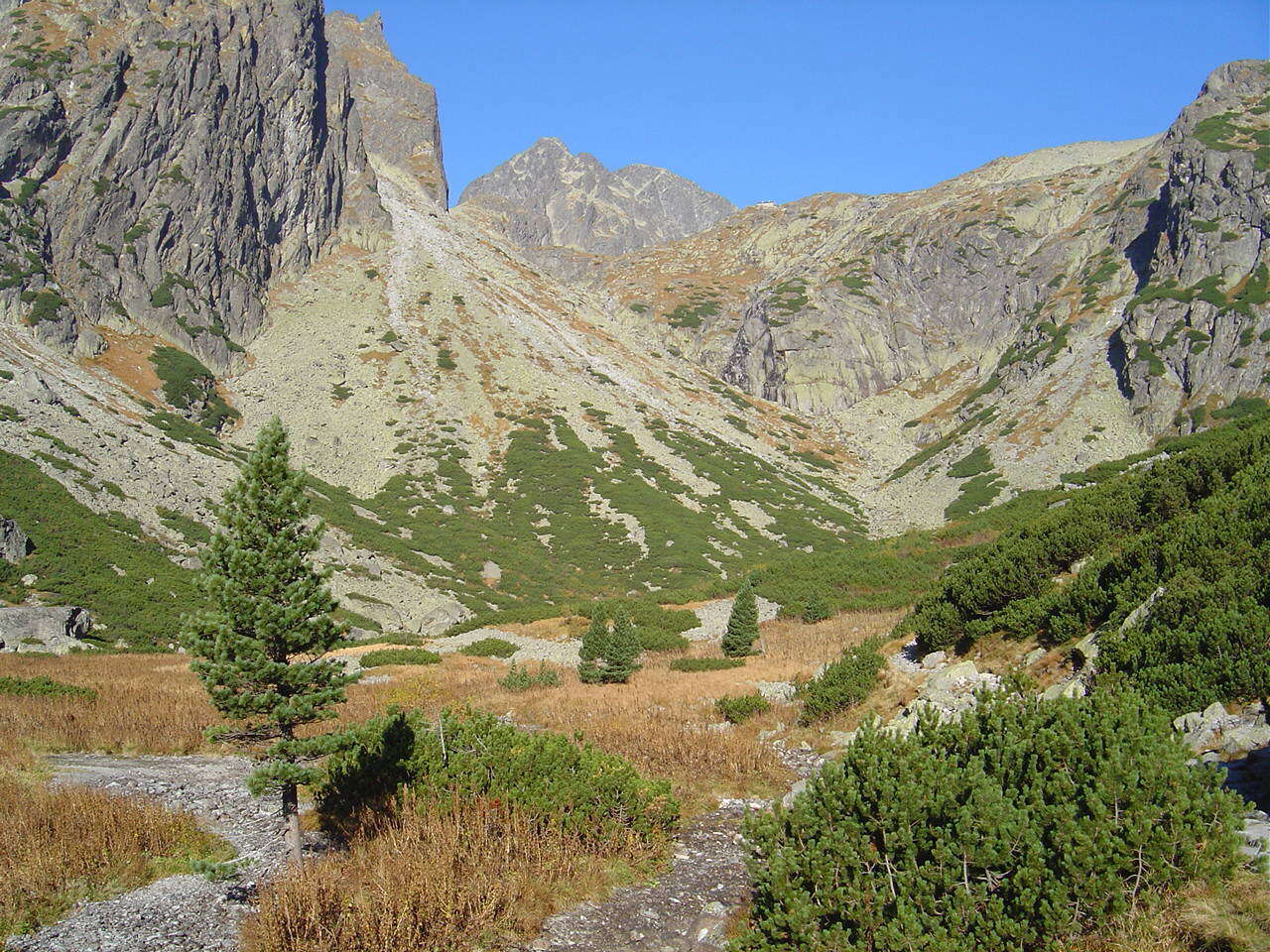 Image of Arolla Pine