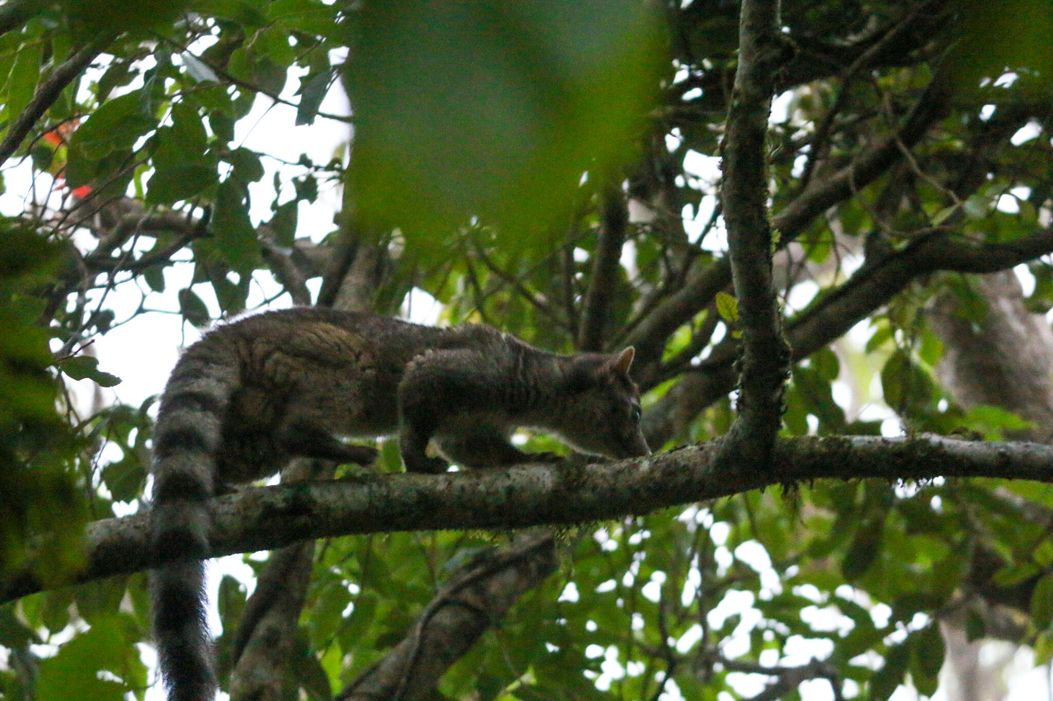 Image of Central American Cacomistle