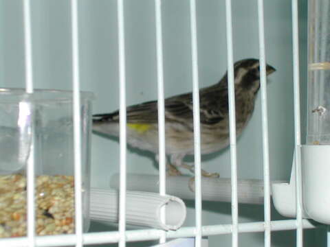 Image of Black-throated Canary