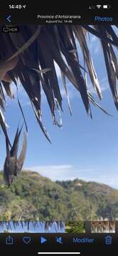 Image of Malagasy Palm Swift