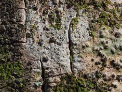 Image of barnacle lichen