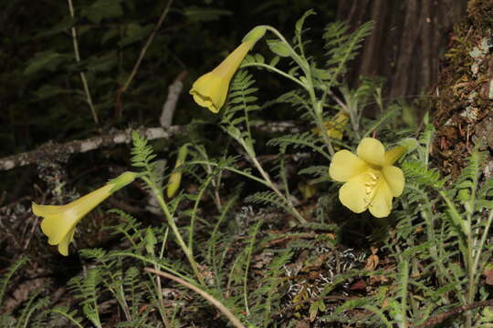 Image of Polemonium pauciflorum subsp. melindae (Rzed., Calderón & Villarreal) J. M. Porter & L. A. Johnson