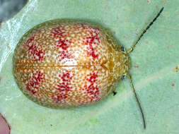 Imagem de <i>Paropsis obsoleta</i>