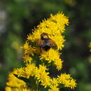 Image of Phasia aurigera (Egger 1860)